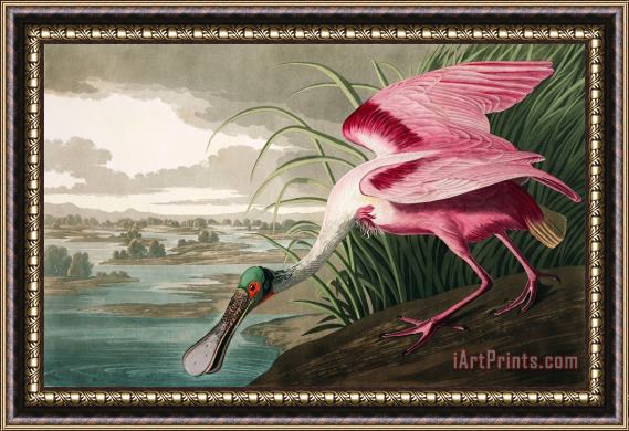 John James Audubon Roseate Spoonbill Framed Print