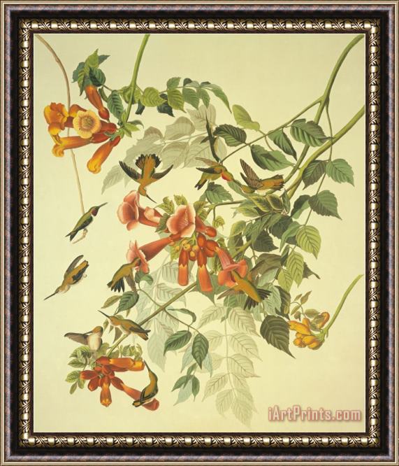 John James Audubon Ruby Throated Hummingbird Framed Print