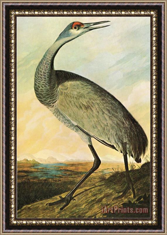 John James Audubon Sandhill Crane Framed Print