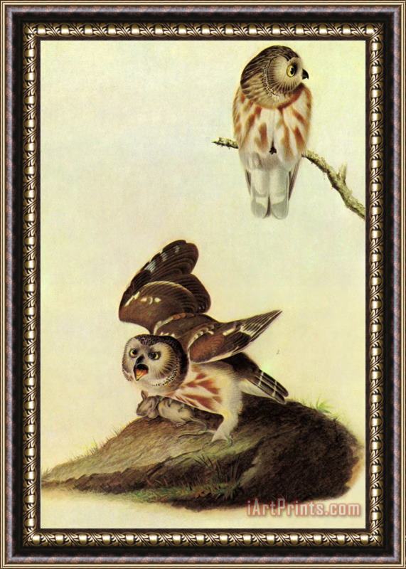 John James Audubon Saw Whet Owl Framed Print
