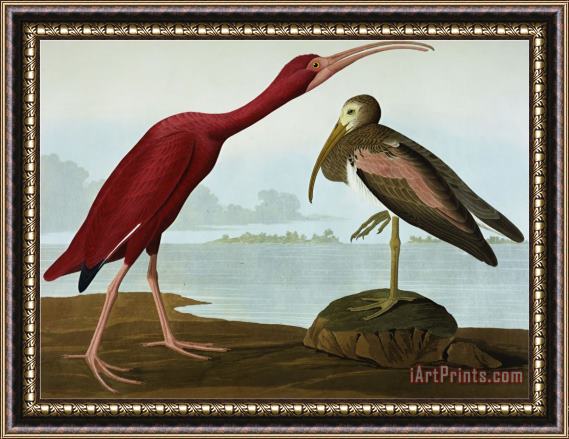 John James Audubon Scarlet Ibis Eudocimus Ruber Plate Cccxcvii From The Birds of America Framed Painting