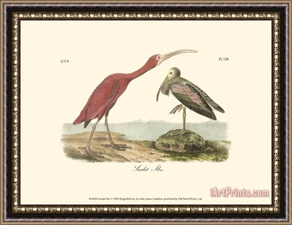 John James Audubon Scarlet Ibis Framed Painting