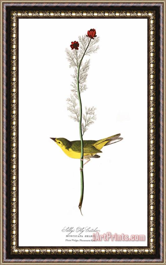 John James Audubon Selby's Flycatcher Framed Painting