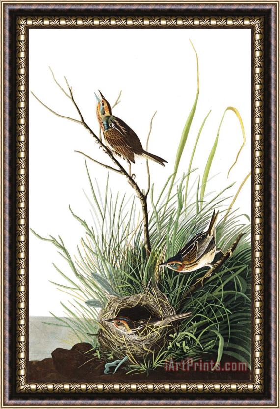 John James Audubon Sharp Tailed Finch Framed Painting