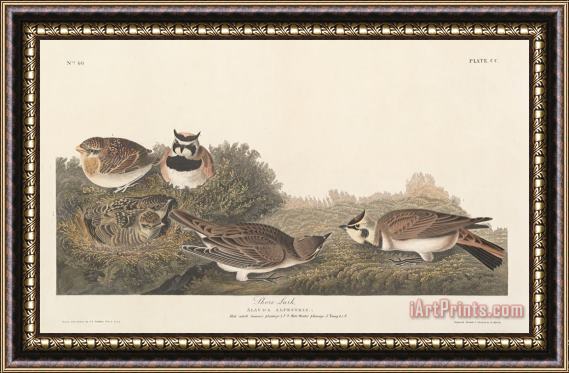 John James Audubon Shore Lark Framed Print