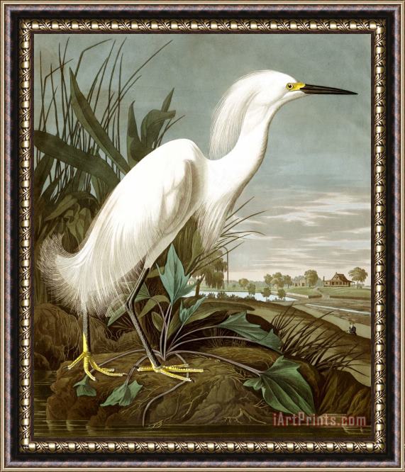 John James Audubon Snowy Heron, Or White Egret Framed Print