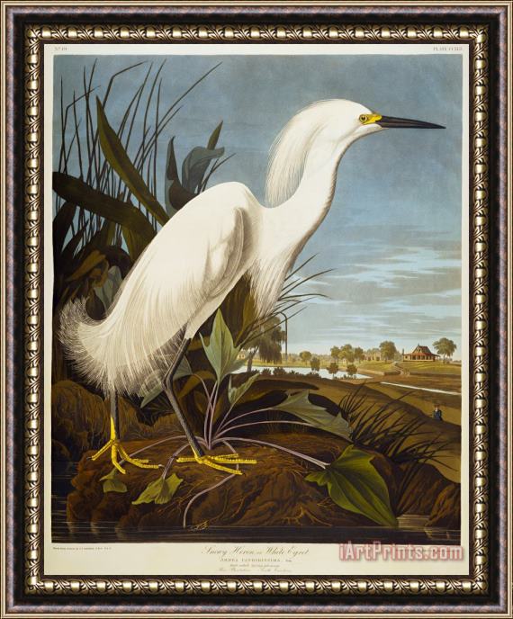John James Audubon Snowy Heron Framed Painting