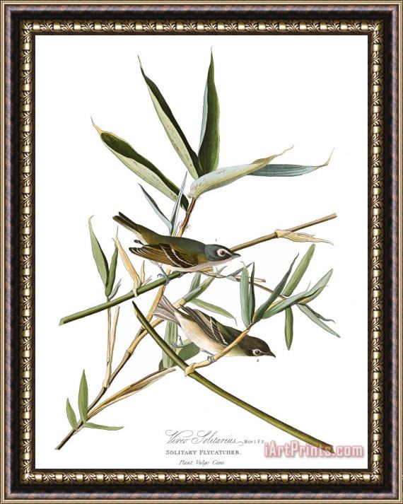 John James Audubon Solitary Flycatcher, Or Vireo Framed Painting