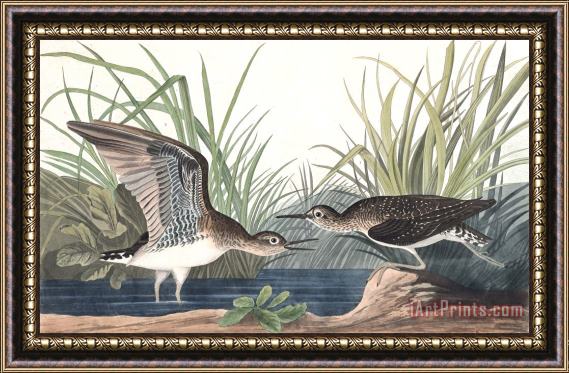 John James Audubon Solitary Sandpiper Framed Painting