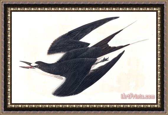 John James Audubon Sooty Tern Framed Print