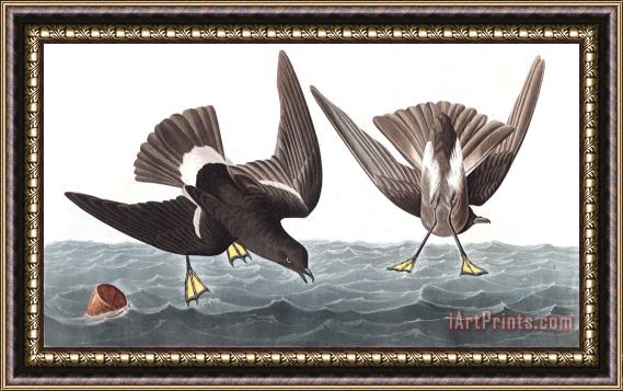 John James Audubon Stormy Petrel Framed Painting