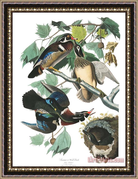 John James Audubon Summer, Or Wood Duck Framed Painting