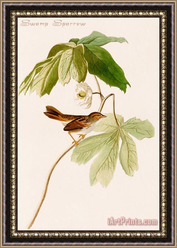 John James Audubon Swamp Sparrow Framed Print