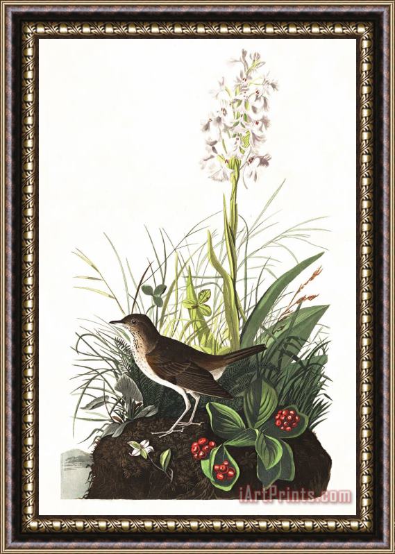John James Audubon Tawny Thrush Framed Print