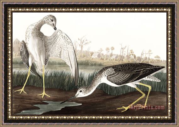 John James Audubon Tell Tale Godwit, Or Snipe Framed Print