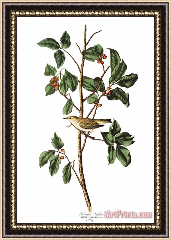 John James Audubon Tennessee Warbler Framed Print