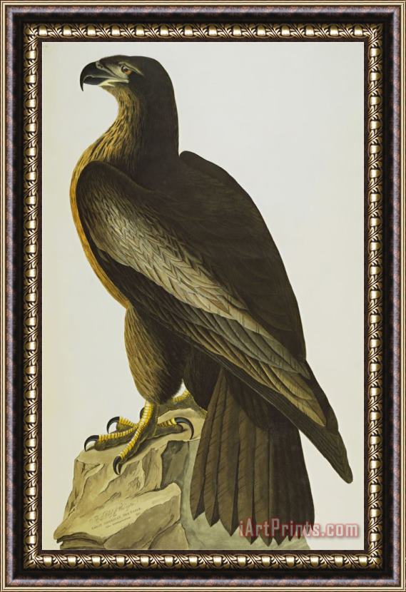 John James Audubon The Bird of Washington Bald Eagle Haliaeetus Leucocephalus Plate Xi From The Birds of America Framed Print