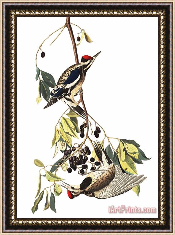 John James Audubon The Yellow Bellied Woodpecker Framed Painting
