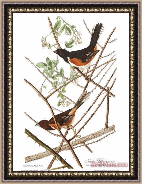 John James Audubon Towhe Bunting Framed Print