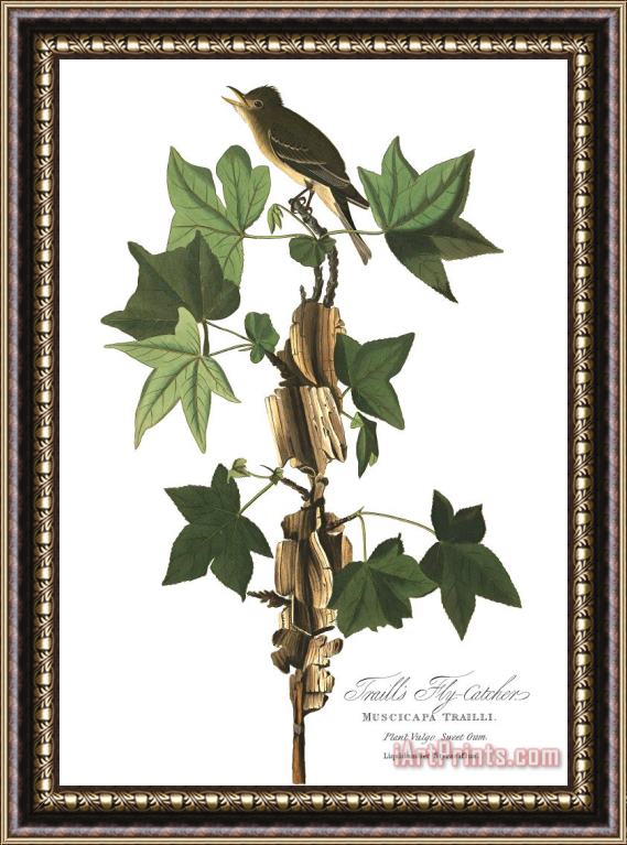 John James Audubon Traill's Flycatcher Framed Print