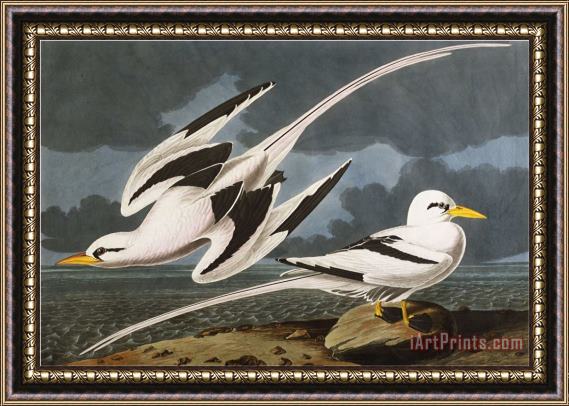 John James Audubon Tropic Bird Phaeton Athreus Plate Cclxii From The Birds of America Framed Print