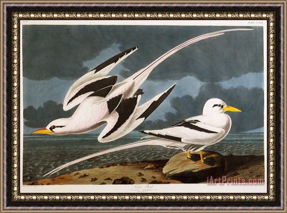 John James Audubon Tropic Bird Framed Painting