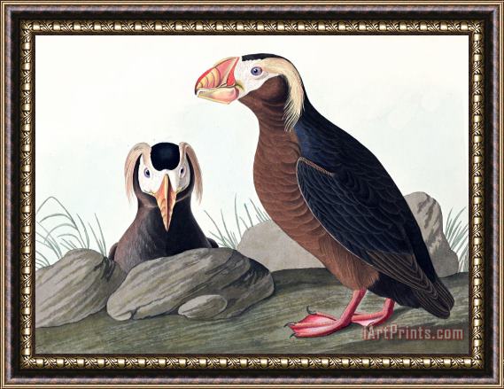 John James Audubon Tufted Auk Framed Print