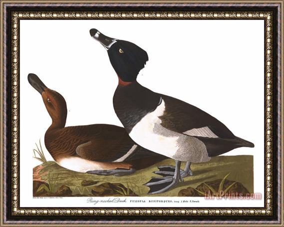 John James Audubon Tufted Duck Framed Print
