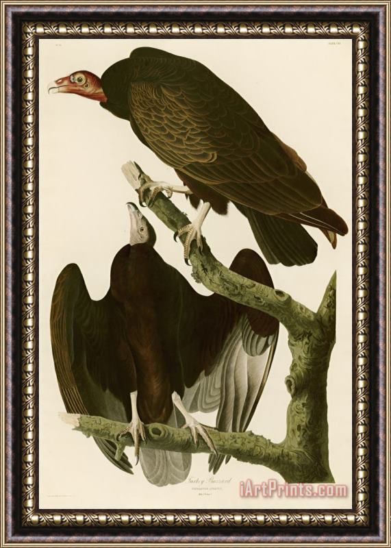 John James Audubon Turkey Buzzard Framed Print