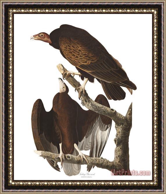John James Audubon Turkey Buzzard Framed Painting