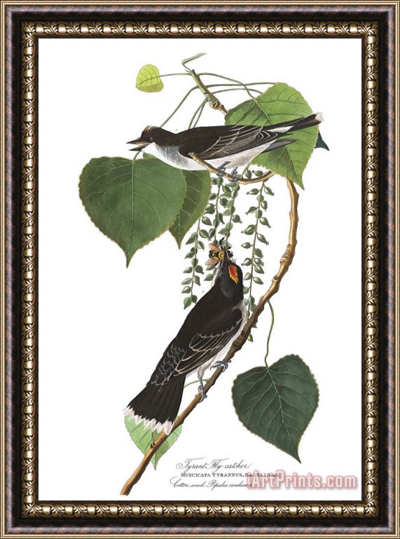 John James Audubon Tyrant Fly Catcher Framed Print