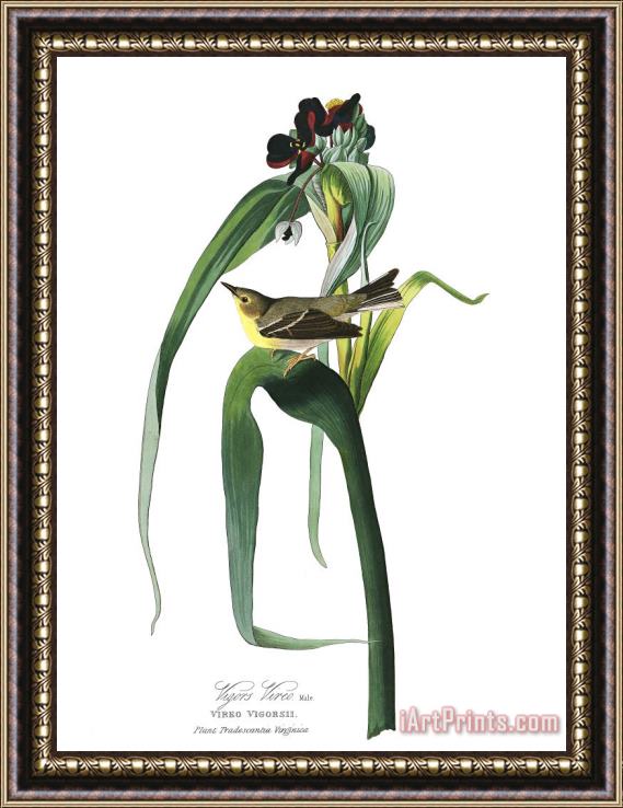 John James Audubon Vigor's Warbler Framed Print