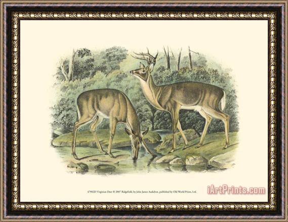John James Audubon Virginian Deer Framed Painting