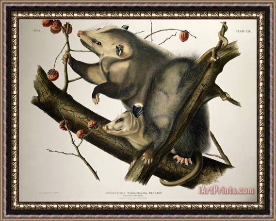 John James Audubon Virginian Opossum From Quadrupeds of America Engraved by John T Bowen Framed Painting