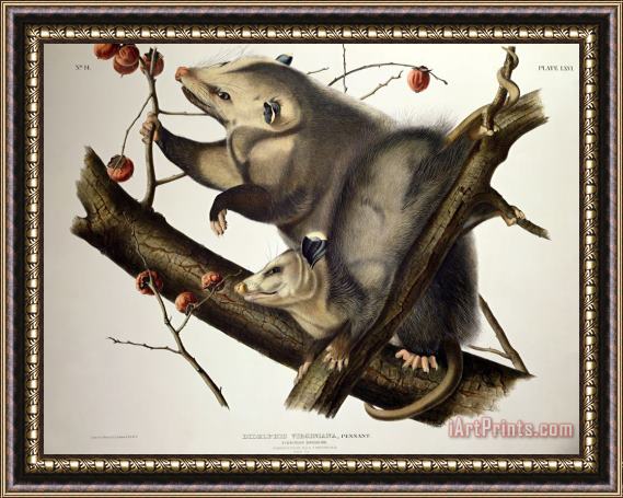 John James Audubon Virginian Opossum Framed Print