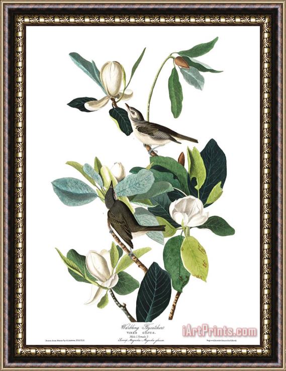 John James Audubon Warbling Flycatcher Framed Print