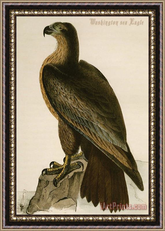 John James Audubon Washington Sea Eagle Framed Print