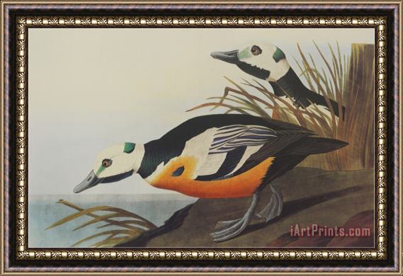 John James Audubon Western Duck Framed Painting