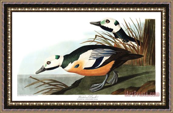 John James Audubon Western Duck Framed Print