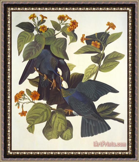 John James Audubon White Crowned Pigeon Framed Painting