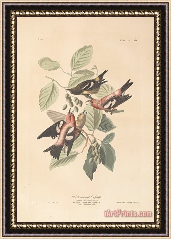 John James Audubon White Winged Crossbill Framed Print