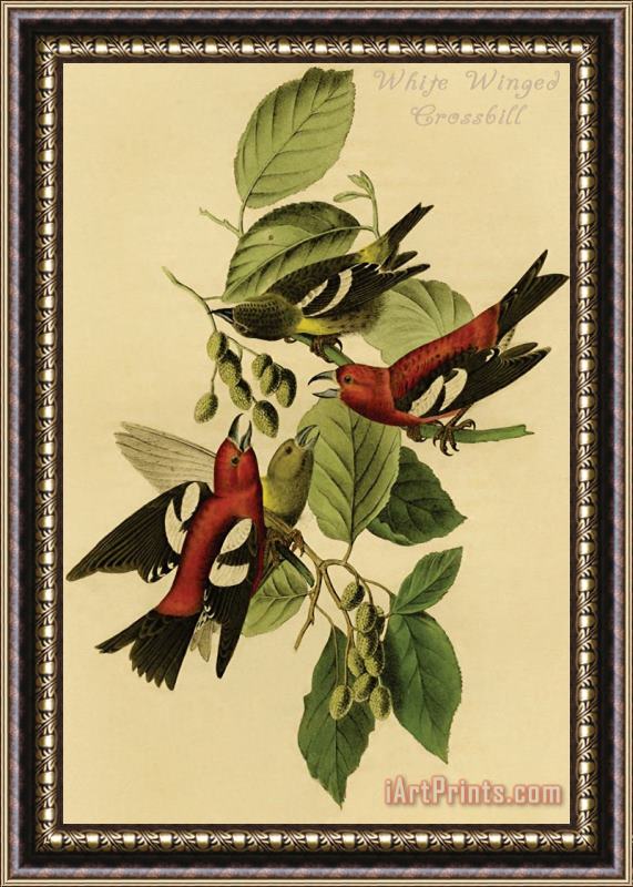John James Audubon White Winged Crossbill Framed Painting