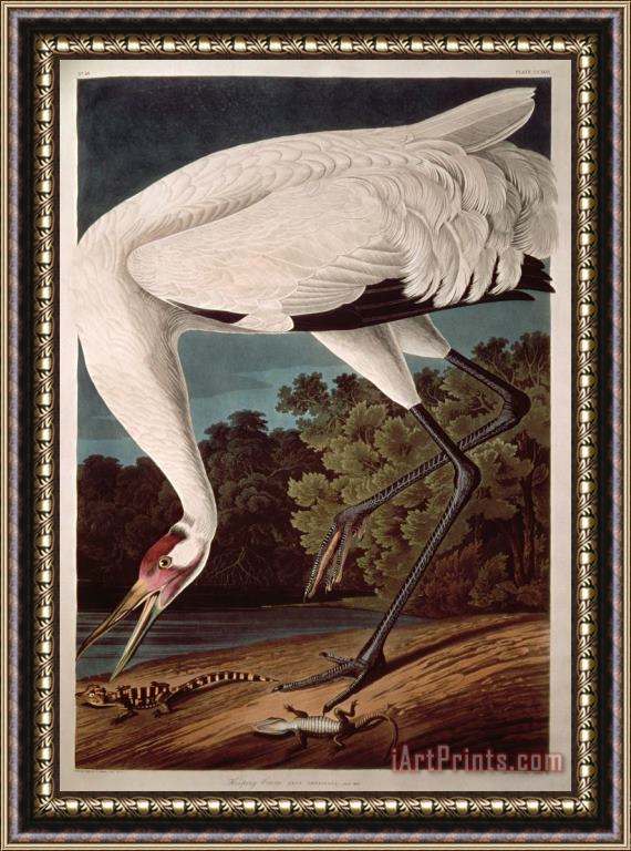 John James Audubon Whooping Crane Framed Painting