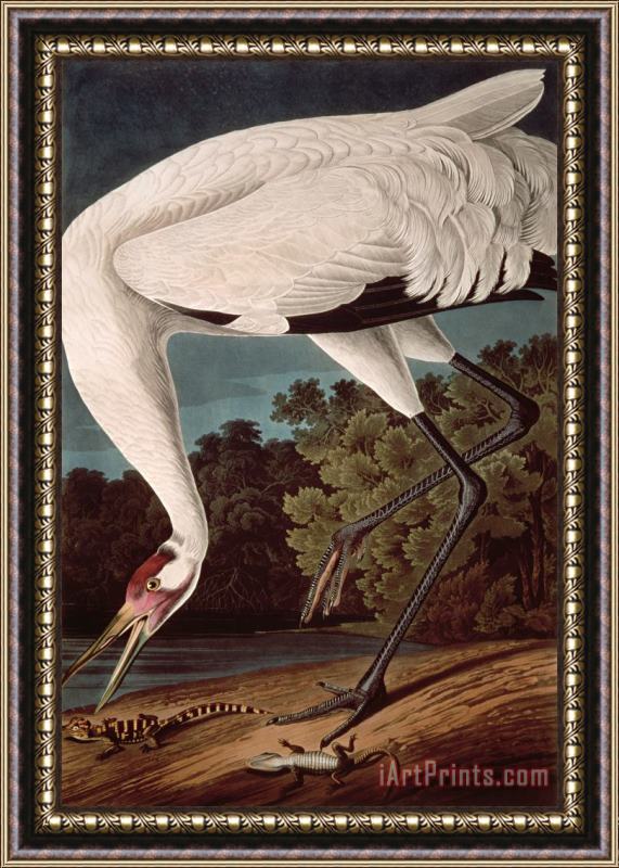 John James Audubon Whooping Crane Framed Painting