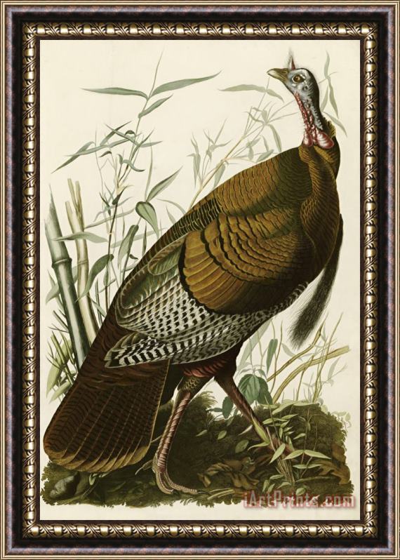John James Audubon Wild Turkey Framed Painting