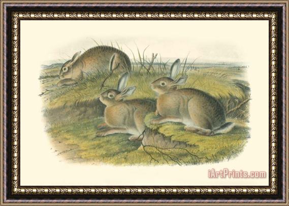 John James Audubon Wormwood Hare Framed Painting