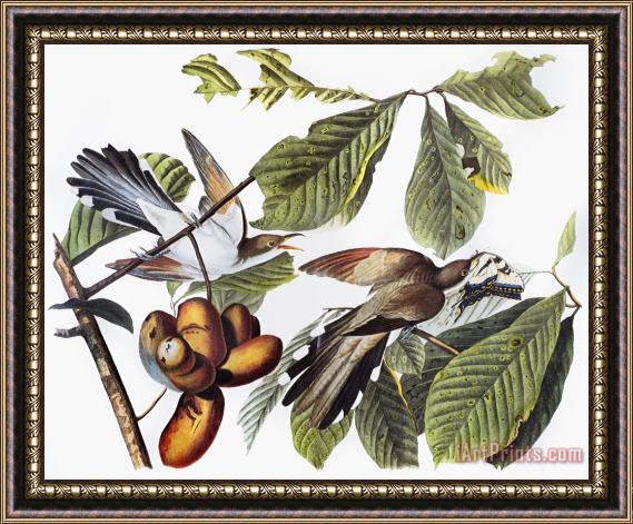 John James Audubon Yellow Billed Cuckoo Framed Print