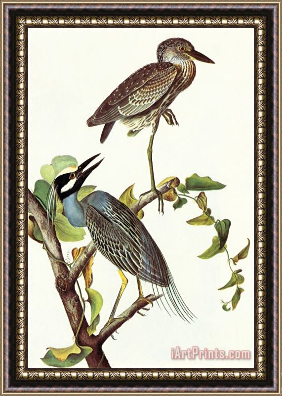 John James Audubon Yellow Crowned Night Heron And Little Blue Heron Framed Print