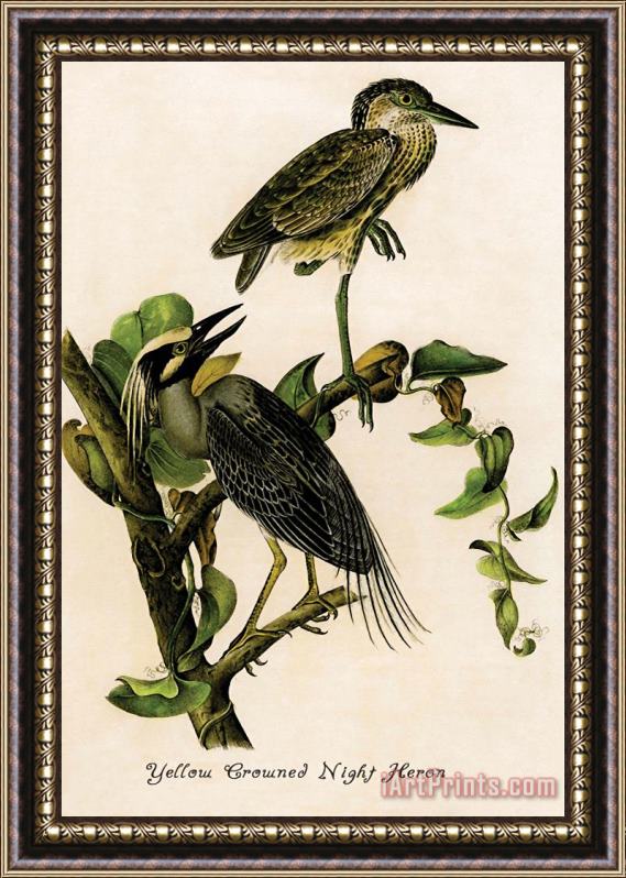 John James Audubon Yellow Crowned Night Heron Framed Print