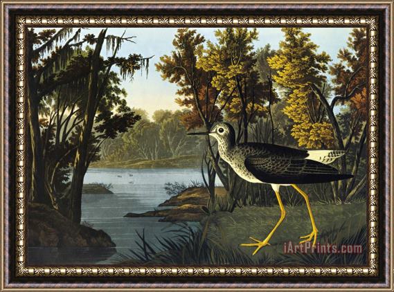John James Audubon Yellow Shank Framed Print
